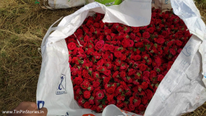 Rose flower harvest